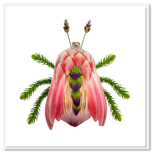 A protea bug greeting card from Golly Gosh Creations. Size 142 x 142 mm. Created from a pretty pink king protea flower and it's elongated leaves.