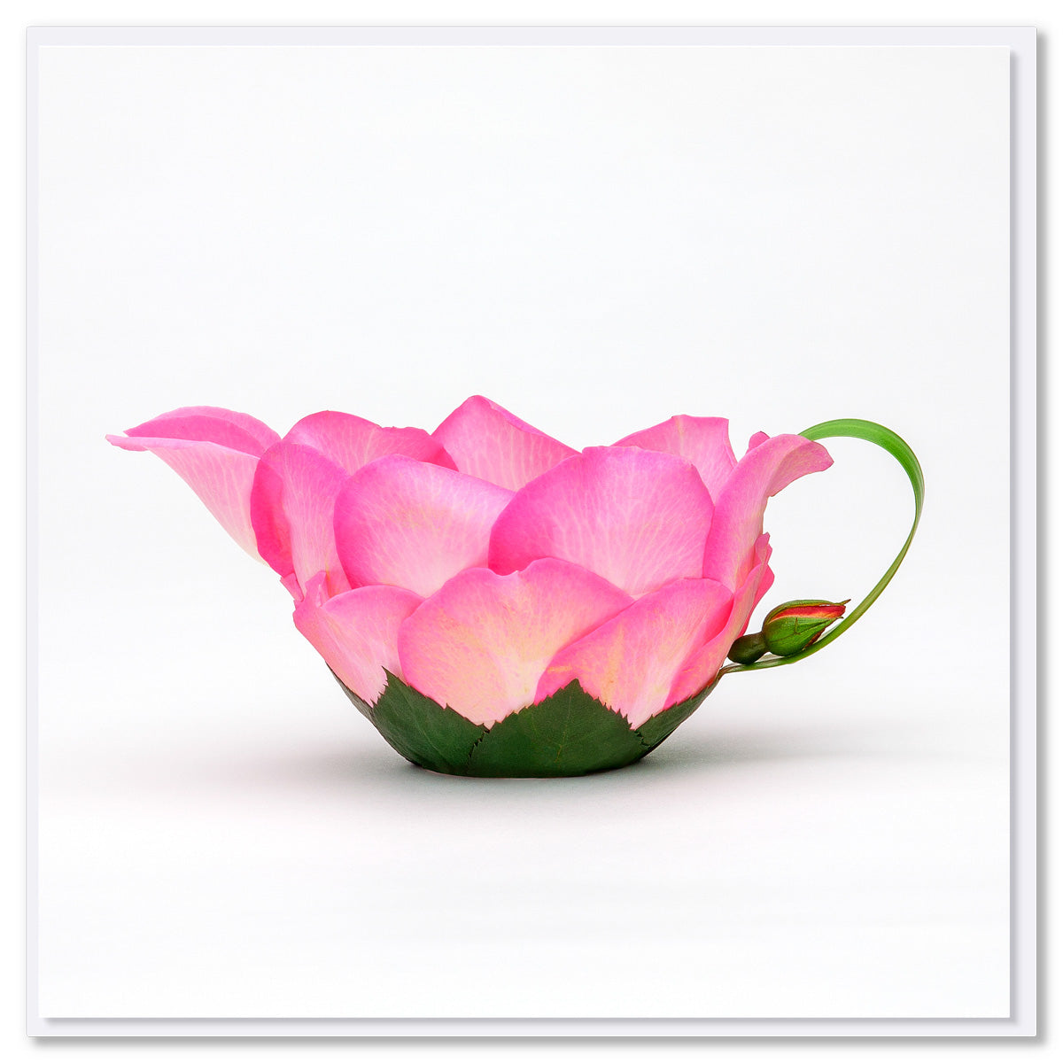A rose petal jug from golly Gosh Creations. This generous square card is created from vibrant pink rose petals, it's lush green leaves and a dainty bud.