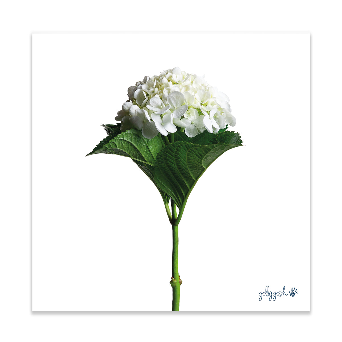 A  stunning white hydrangea flower fine art print from Golly Gosh Creations.  Printed on quality white art paper. Three sizes available.