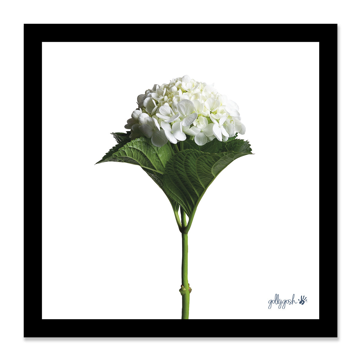 Mock up of a framed white hydrangea flower fine art print from Golly Gosh Creations. Available in three sizes ready for framing. 