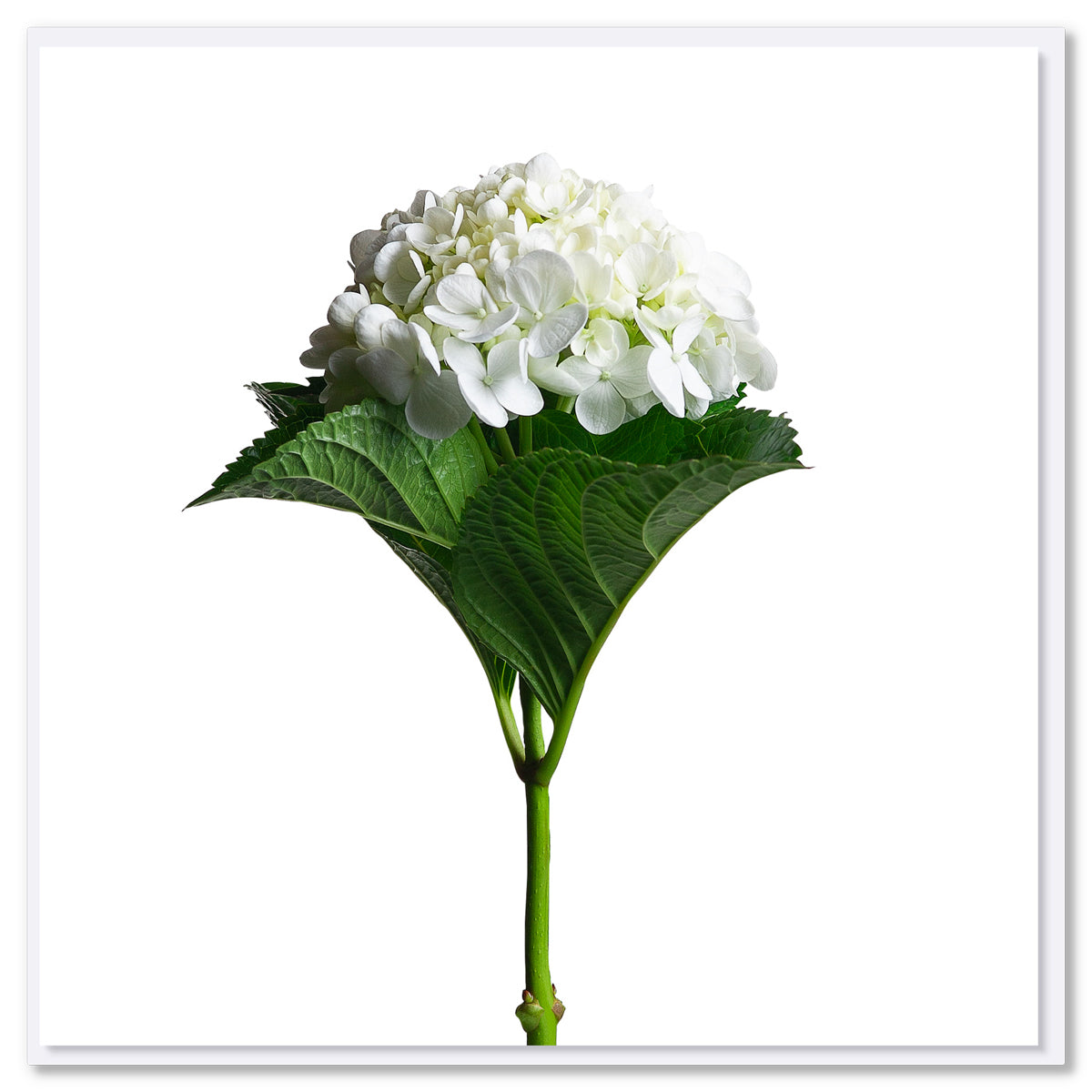 An elegant single white hydrangea on a white background. Size 142 x 142mm. A quality greeting card found at Golly Gosh Creations.