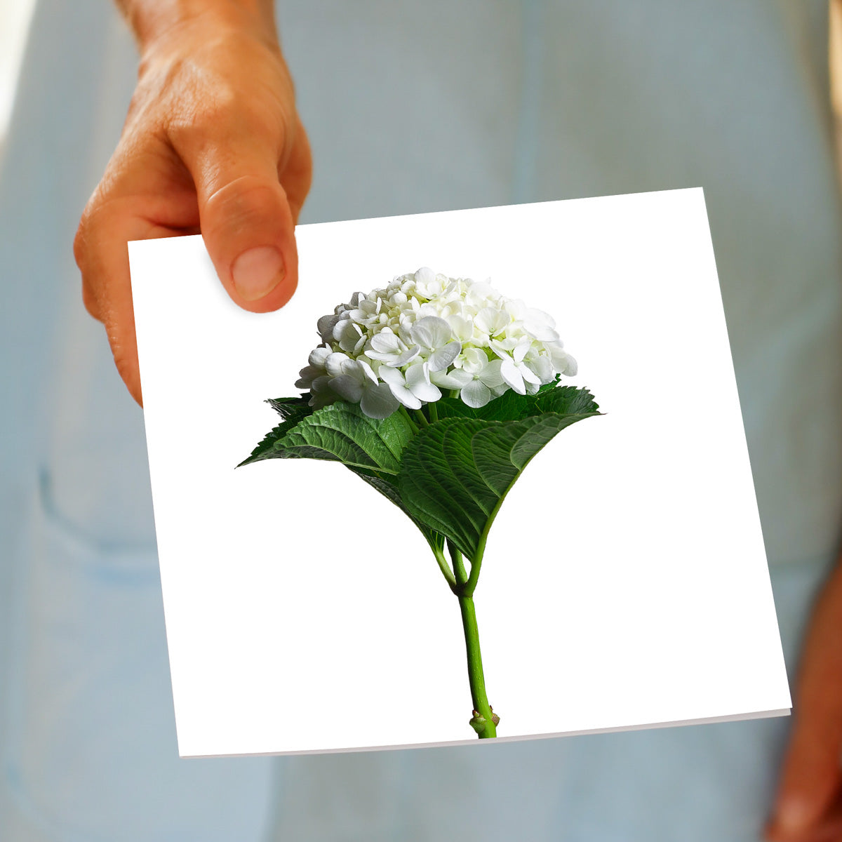 An elegant single white hydrangea on a white background being hand held. Size 142 x 142mm. A quality greeting card found at Golly Gosh Creations.
